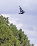 Raven 1778